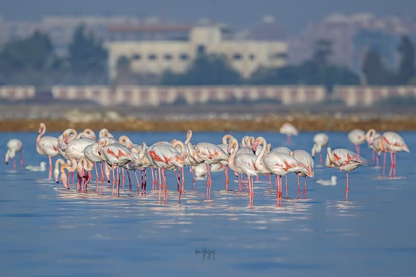 انطلاق مهرجان بورسعيد الدولي لمراقبة وتصوير الطيور في نسخته الأولى