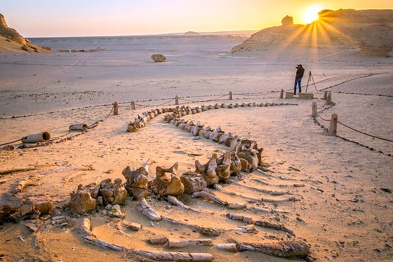 وادي الحيتان يرفع عدد زائري الفيوم 300% وينعش السياحة الداخلية خلال فترة كورونا