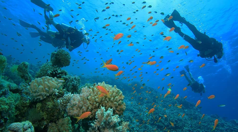 مجلة "Dive Magazine" البريطانية: مصر ثاني أفضل وجهات الغوص في العالم