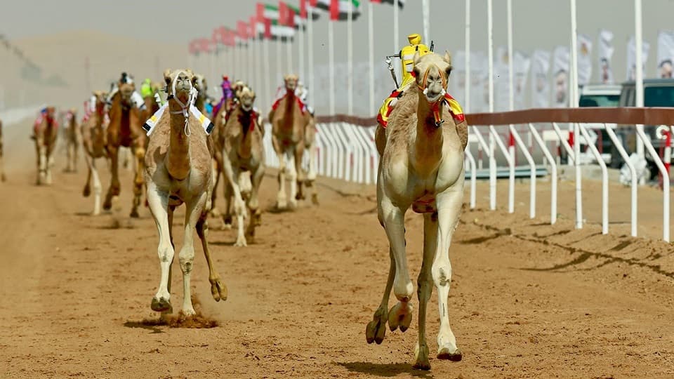 مصر والإمارات تناقشان إقامة مهرجان دولي للهجن والتراث بشرم الشيخ