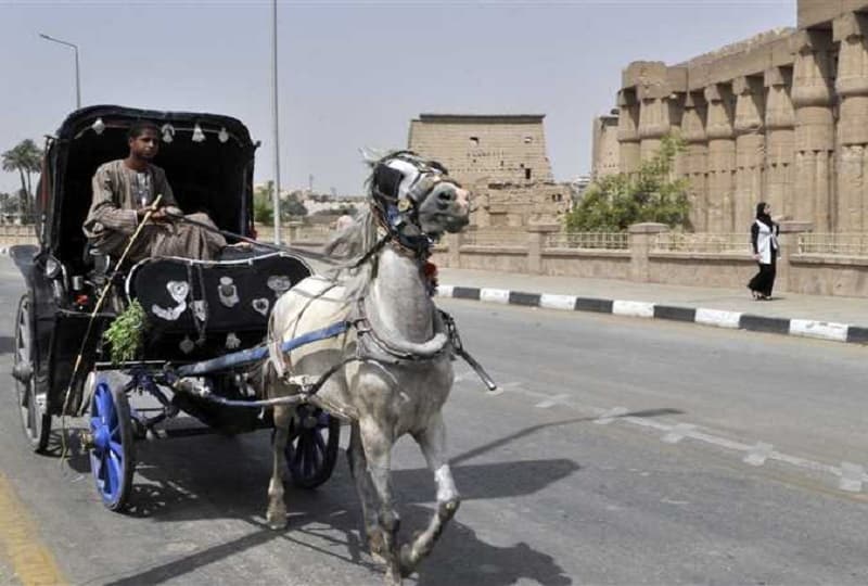 غرفة الفنادق تخصص 500 ألف جنيه لدعم أصحاب الحناطير والفلايك في الأقصر وأسوان